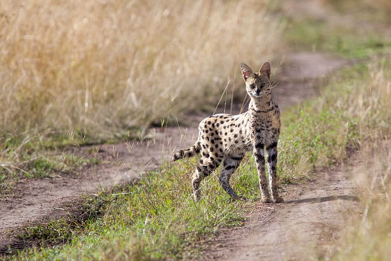 Serval sur un chemin