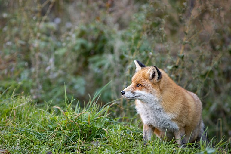 Renard observant en lisière de forêt