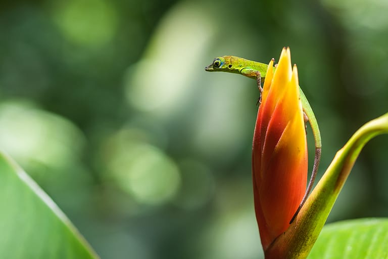 Jeune anolis en chasse sur héliconia