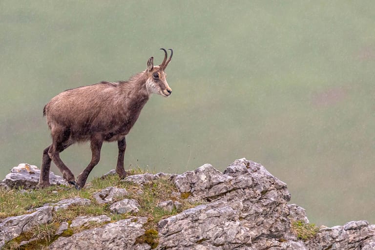 Chamois sous la pluie