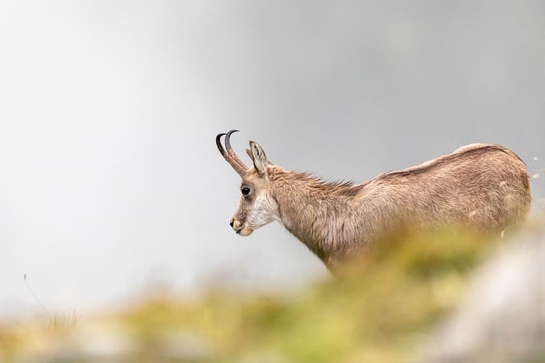 Chamois dans la falaise