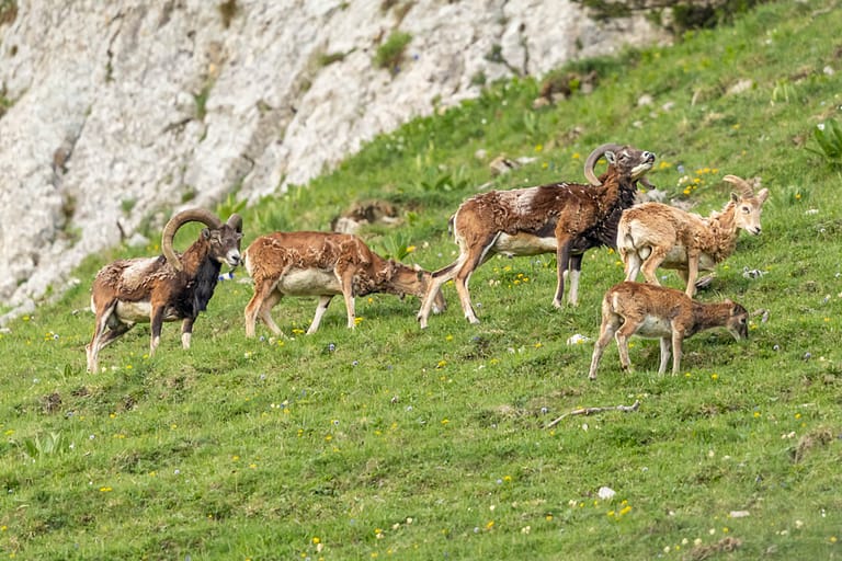 Groupe de mouflons