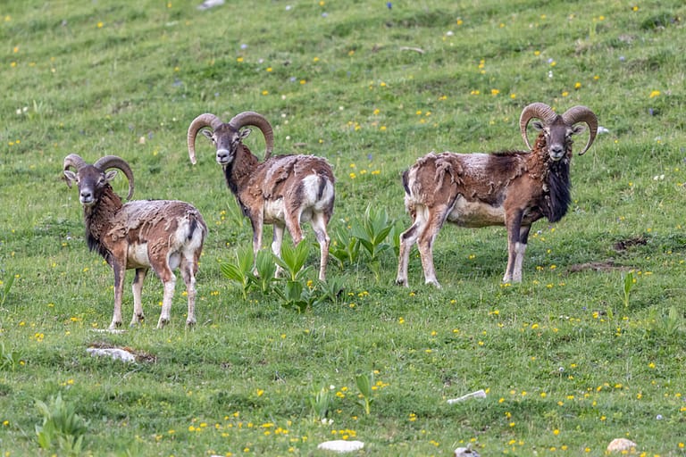 Groupe de mâles mouflons