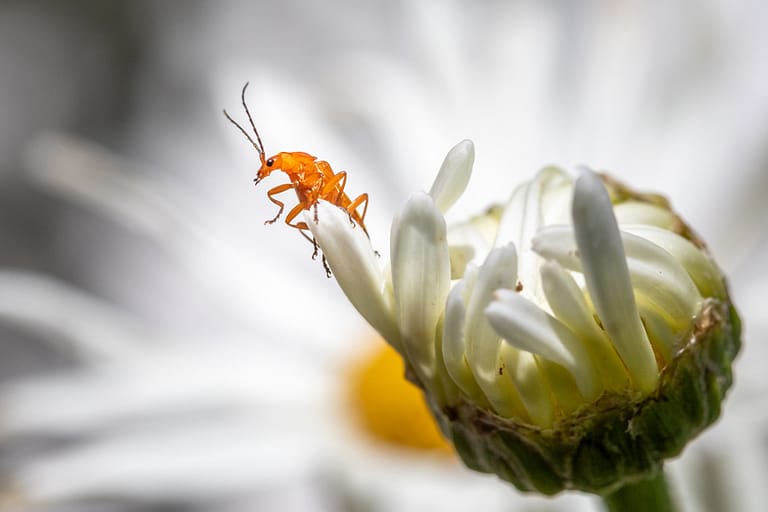 Insecte sur une pâquerette