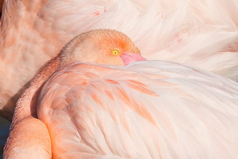 Portrait de flamant rose au repos