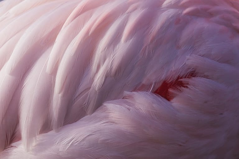 plumage de flamant rose