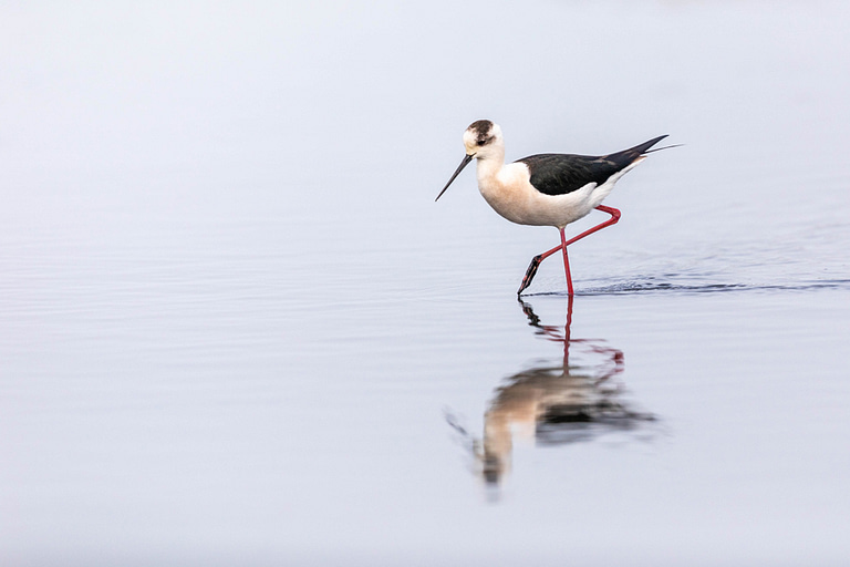 Echasse blanche dans un étang