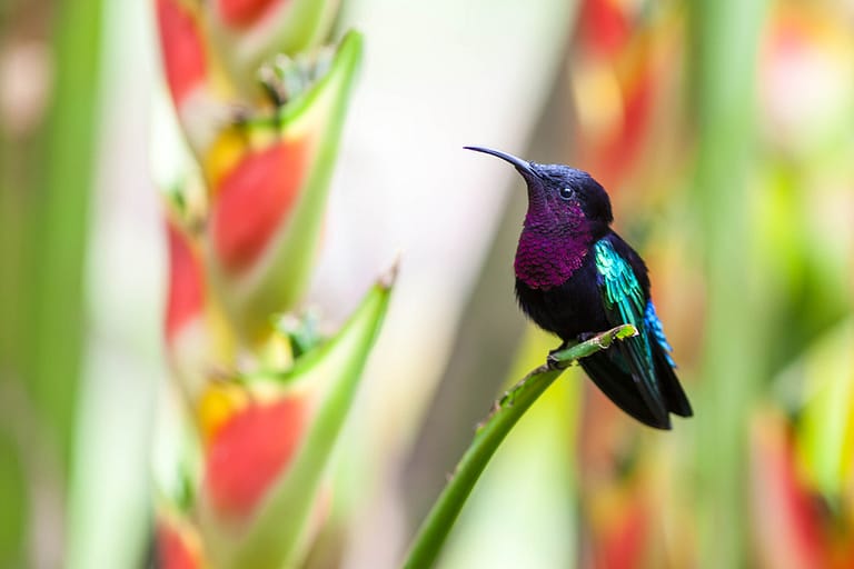 colibri madère posé sur une branche de balisier tricolore