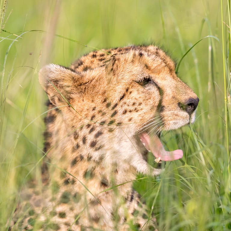 Guépard dans les herbes 3