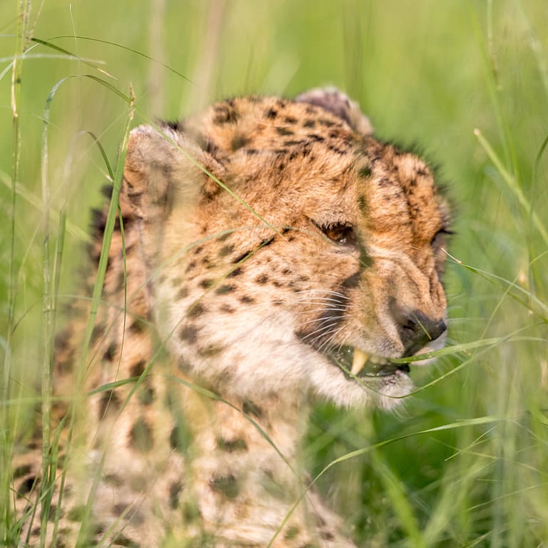 Guépard dans les herbes 3