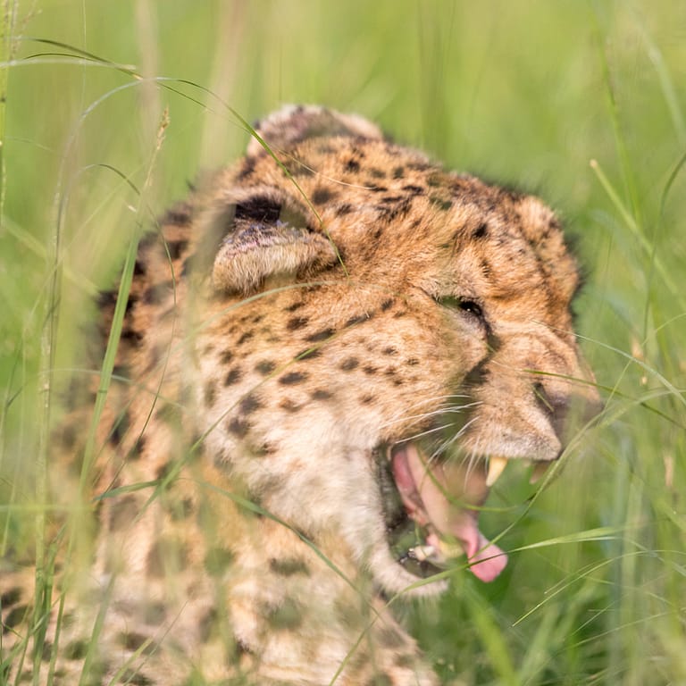 Guépard dans les herbes 2