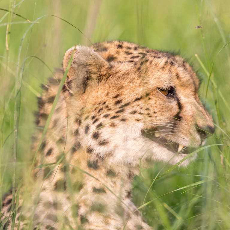 Guépard dans les herbes 1