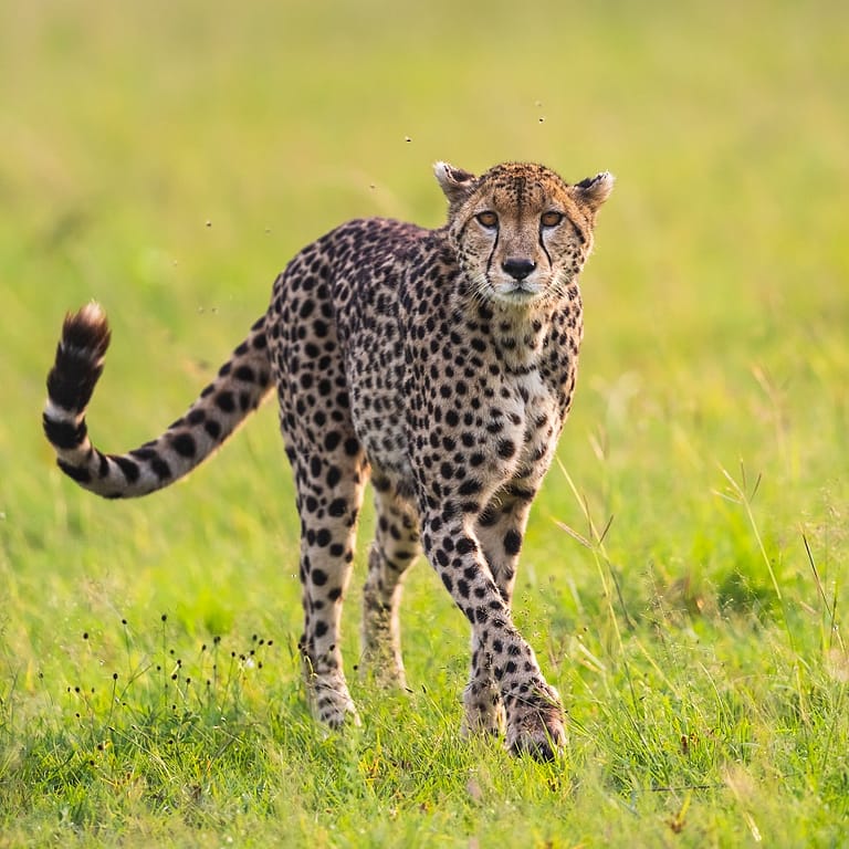 Guépard dans la plaine