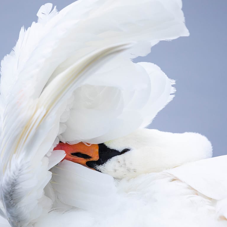 Cygne toilettant son plumage