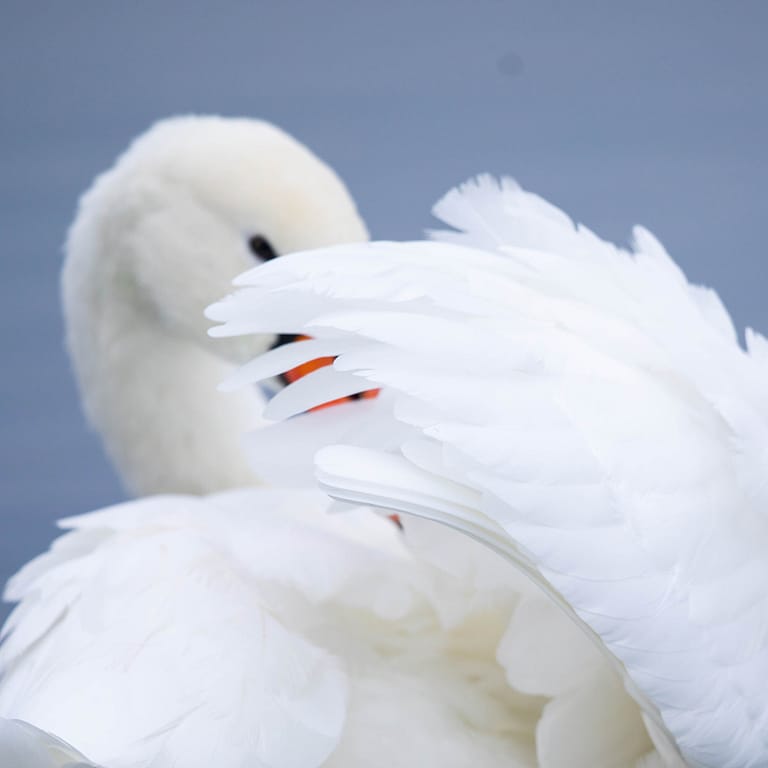 Cygne bombant son plumage